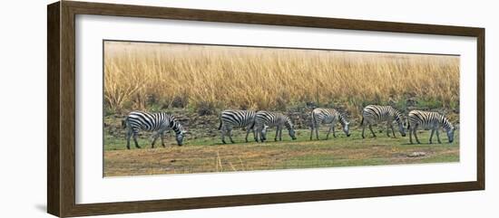 Zebras, Chobe National Park, North-West District, Botswana-Keren Su-Framed Photographic Print