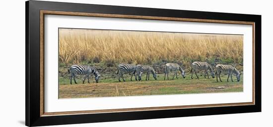 Zebras, Chobe National Park, North-West District, Botswana-Keren Su-Framed Photographic Print