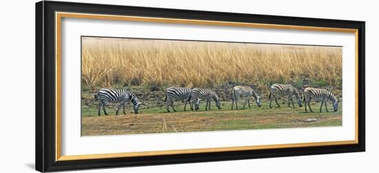 Zebras, Chobe National Park, North-West District, Botswana-Keren Su-Framed Photographic Print