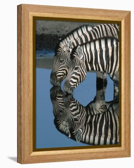 Zebras Drinking at Water Hole-Martin Harvey-Framed Premier Image Canvas