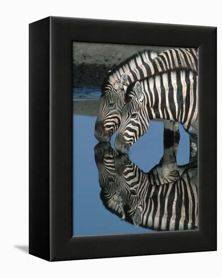 Zebras Drinking at Water Hole-Martin Harvey-Framed Premier Image Canvas