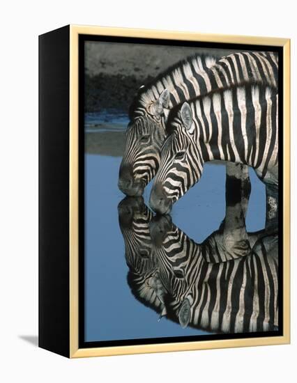 Zebras Drinking at Water Hole-Martin Harvey-Framed Premier Image Canvas