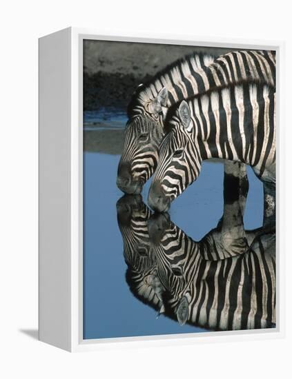 Zebras Drinking at Water Hole-Martin Harvey-Framed Premier Image Canvas