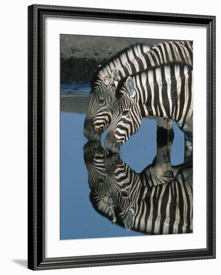 Zebras Drinking at Water Hole-Martin Harvey-Framed Photographic Print