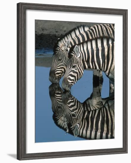 Zebras Drinking at Water Hole-Martin Harvey-Framed Photographic Print