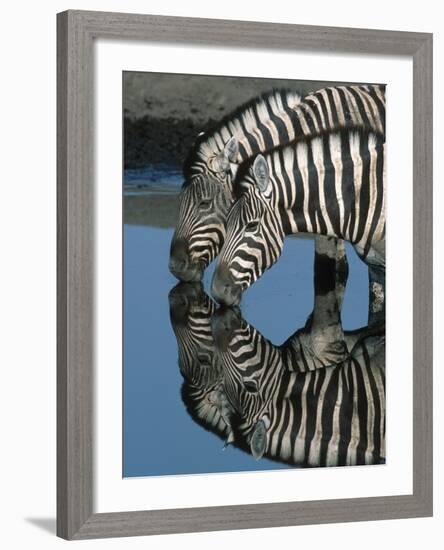 Zebras Drinking at Water Hole-Martin Harvey-Framed Photographic Print