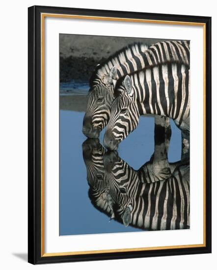 Zebras Drinking at Water Hole-Martin Harvey-Framed Photographic Print