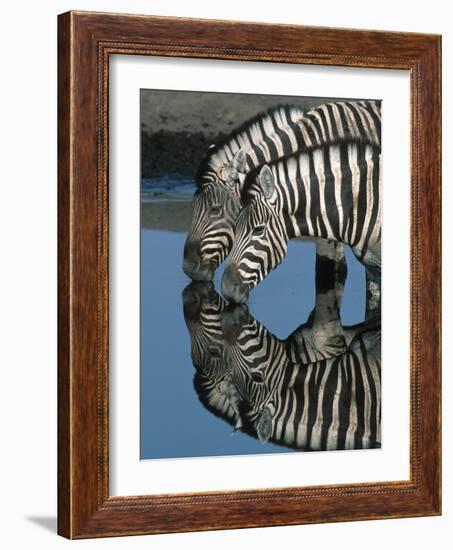 Zebras Drinking at Water Hole-Martin Harvey-Framed Photographic Print