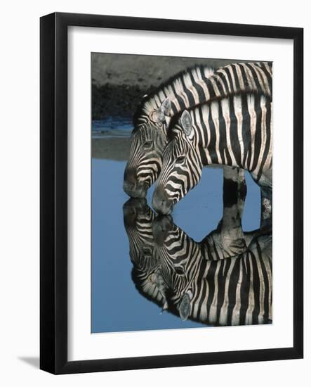 Zebras Drinking at Water Hole-Martin Harvey-Framed Photographic Print