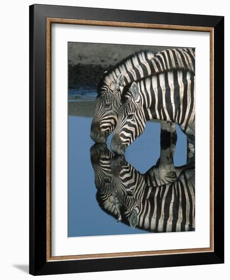 Zebras Drinking at Water Hole-Martin Harvey-Framed Photographic Print