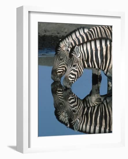 Zebras Drinking at Water Hole-Martin Harvey-Framed Photographic Print