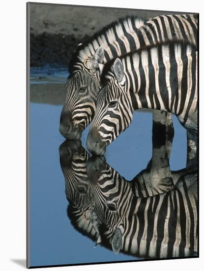 Zebras Drinking at Water Hole-Martin Harvey-Mounted Photographic Print