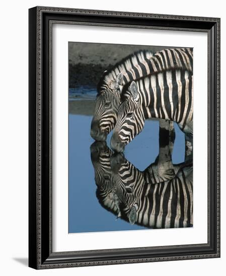 Zebras Drinking at Water Hole-Martin Harvey-Framed Photographic Print