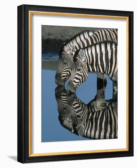 Zebras Drinking at Water Hole-Martin Harvey-Framed Photographic Print