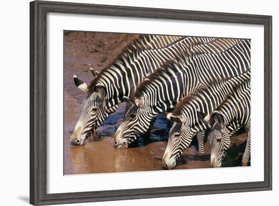 Zebras Drinking from River-DLILLC-Framed Photographic Print