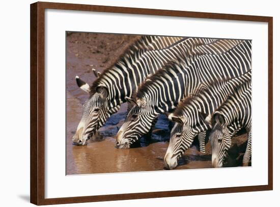 Zebras Drinking from River-DLILLC-Framed Photographic Print