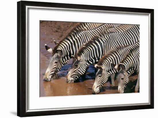 Zebras Drinking from River-DLILLC-Framed Photographic Print