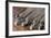 Zebras Drinking from River-DLILLC-Framed Photographic Print