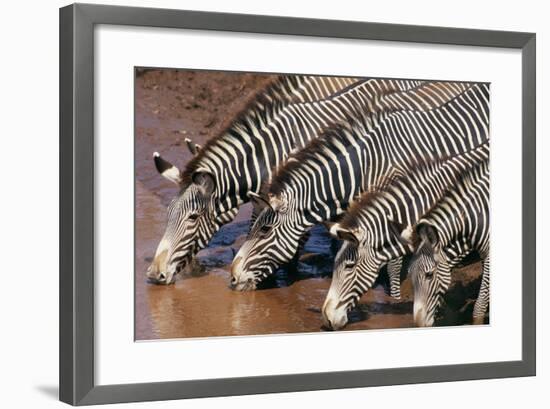 Zebras Drinking from River-DLILLC-Framed Photographic Print