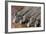 Zebras Drinking from River-DLILLC-Framed Photographic Print