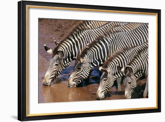 Zebras Drinking from River-DLILLC-Framed Photographic Print