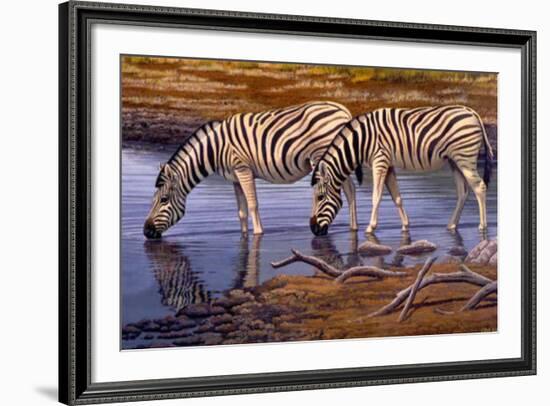 Zebras Drinking-Clive Kay-Framed Art Print