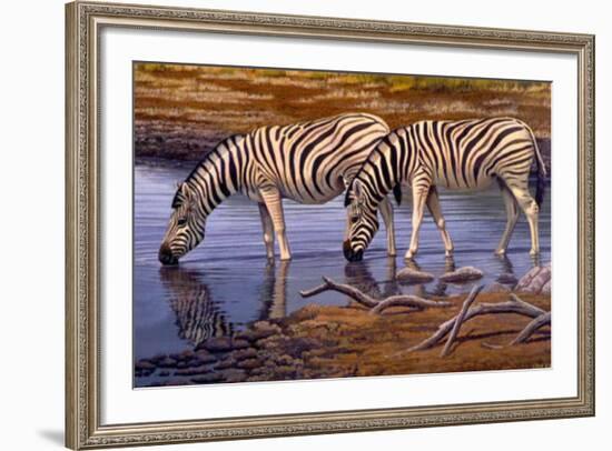 Zebras Drinking-Clive Kay-Framed Art Print