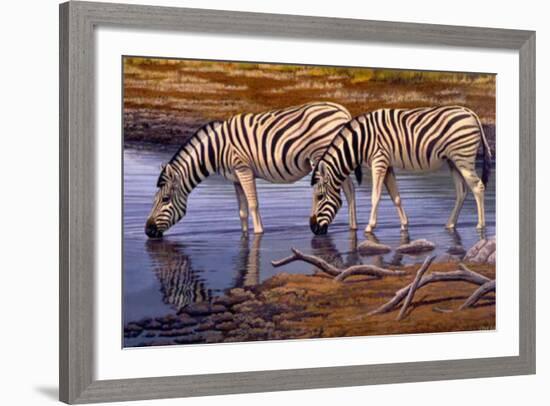 Zebras Drinking-Clive Kay-Framed Art Print