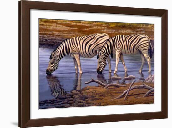 Zebras Drinking-Clive Kay-Framed Art Print