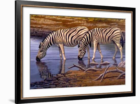 Zebras Drinking-Clive Kay-Framed Art Print