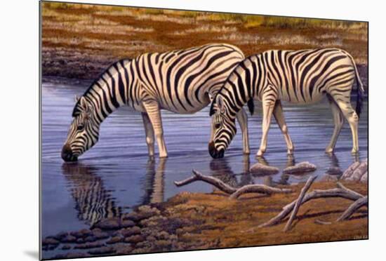Zebras Drinking-Clive Kay-Mounted Art Print