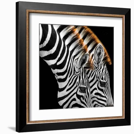 Zebras Grazing-null-Framed Art Print