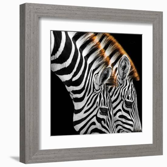 Zebras Grazing-null-Framed Art Print