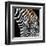 Zebras Grazing-null-Framed Art Print