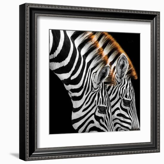 Zebras Grazing-null-Framed Art Print