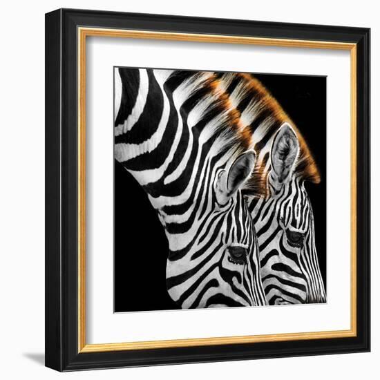 Zebras Grazing-null-Framed Art Print