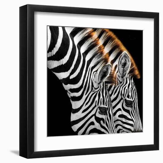 Zebras Grazing-null-Framed Art Print