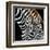 Zebras Grazing-null-Framed Art Print