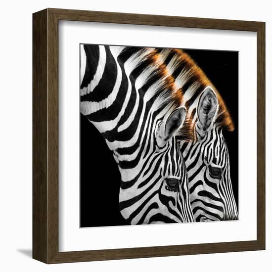 Zebras Grazing-null-Framed Art Print