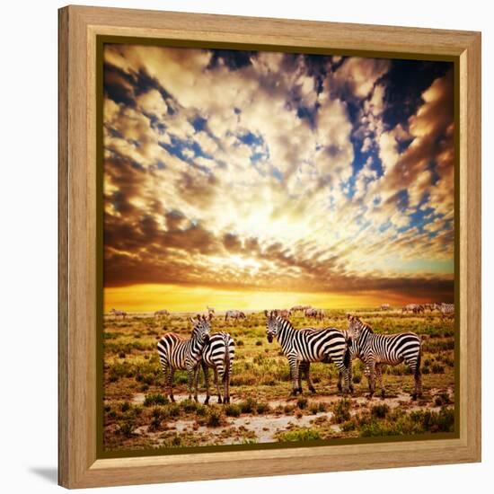 Zebras Herd on Savanna at Sunset, Africa. Safari in Serengeti, Tanzania-Michal Bednarek-Framed Premier Image Canvas