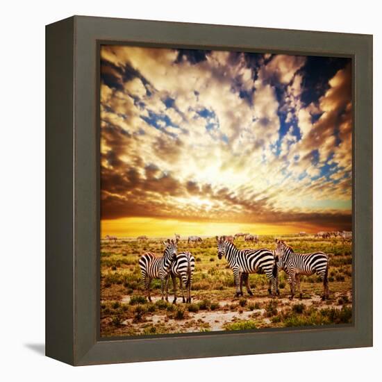 Zebras Herd on Savanna at Sunset, Africa. Safari in Serengeti, Tanzania-Michal Bednarek-Framed Premier Image Canvas