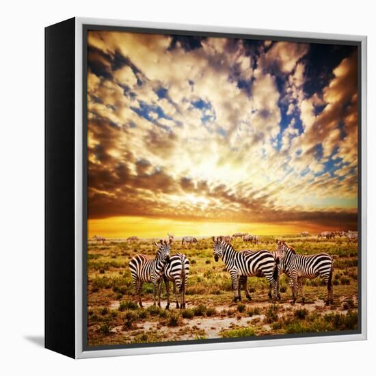 Zebras Herd on Savanna at Sunset, Africa. Safari in Serengeti, Tanzania-Michal Bednarek-Framed Premier Image Canvas