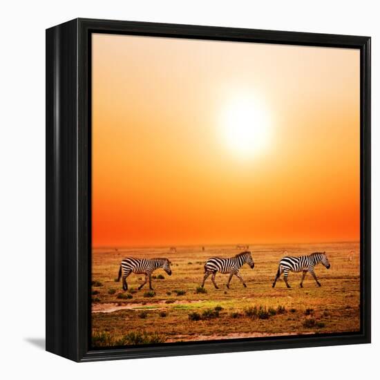 Zebras Herd on Savanna at Sunset, Africa. Safari in Serengeti, Tanzania-Michal Bednarek-Framed Premier Image Canvas