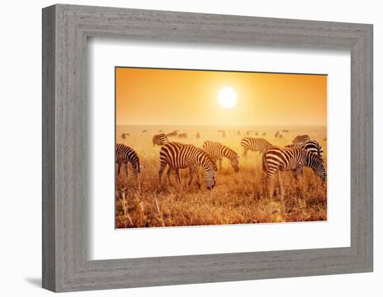 Zebras Herd on Savanna at Sunset, Africa. Safari in Serengeti, Tanzania-Michal Bednarek-Framed Photographic Print