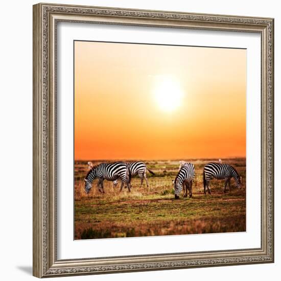 Zebras Herd on Savanna at Sunset, Africa. Safari in Serengeti, Tanzania-Michal Bednarek-Framed Photographic Print