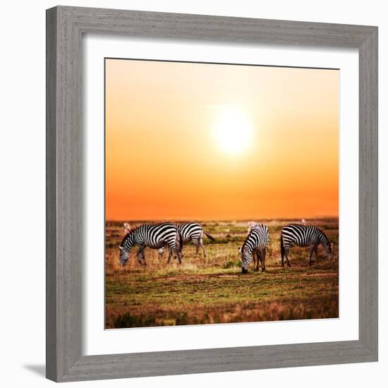 Zebras Herd on Savanna at Sunset, Africa. Safari in Serengeti, Tanzania-Michal Bednarek-Framed Photographic Print