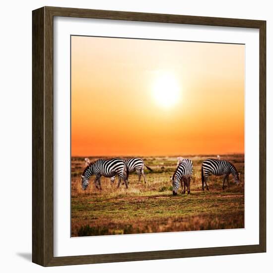 Zebras Herd on Savanna at Sunset, Africa. Safari in Serengeti, Tanzania-Michal Bednarek-Framed Photographic Print