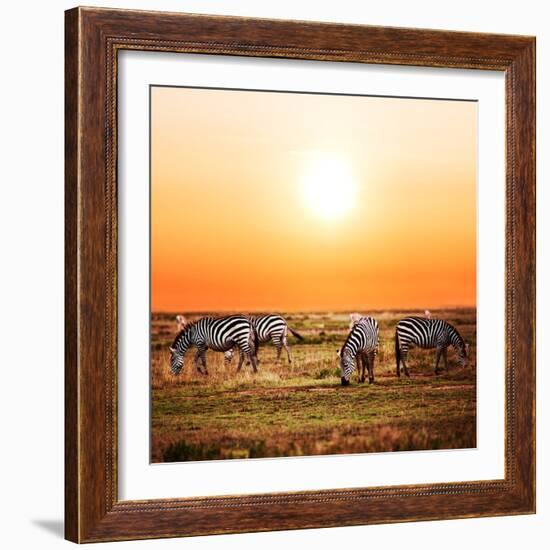 Zebras Herd on Savanna at Sunset, Africa. Safari in Serengeti, Tanzania-Michal Bednarek-Framed Photographic Print