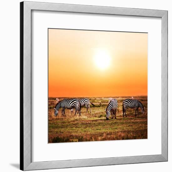 Zebras Herd on Savanna at Sunset, Africa. Safari in Serengeti, Tanzania-Michal Bednarek-Framed Photographic Print