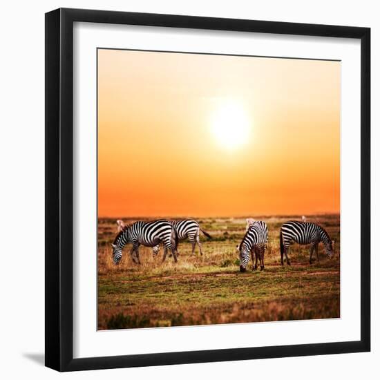 Zebras Herd on Savanna at Sunset, Africa. Safari in Serengeti, Tanzania-Michal Bednarek-Framed Photographic Print